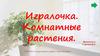 Игралочка. Комнатные растения