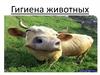 Гигиена животных