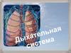 Дыхательная система