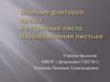 Влияние факторов среды на строение листа. Видоизменения листьев