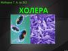 Холера. Этиология