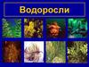 Водоросли. Альгология наука о водорослях
