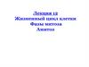 Жизненный цикл клетки. Фазы митоза. Амитоз. Лекция 12