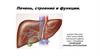Печень, строение и функции