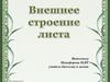 Внешнее строение листа