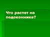 Что растет на подоконнике