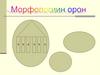 Морфологиин орон