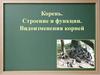 Корень. Строение и функции. Видоизменения корней