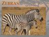 Zebras