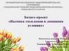 Бизнес-проект "Выгонка тюльпанов в домашних условиях"