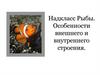 Надкласс Рыбы. Особенности внешнего и внутреннего строения