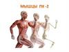 Мышцы ПК-2