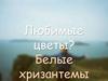 Любимые цветы? Белые хризантемы