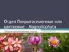 Отдел Покрытосеменные или цветковые – Magnoliophyta. Общая характеристика отдела