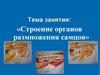 Строение органов размножения самцов