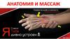 Анатомия и массаж