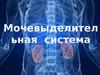 Мочевыделительная система