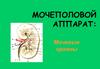 Мочеполовой аппарат. Мочевые органы