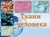 Ткани человека