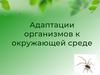 Адаптации организмов к окружающей среде
