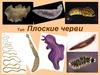 Тип Плоские черви
