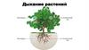Дыхание растений. Вспомним пройденное