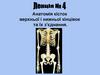 Анатомія кісток верхньої і нижньої кінцівок та їх з’єднання. Лекція №4