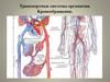 Транспортные системы организма. Кровообращение