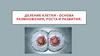 Деление клетки - основа размножения, роста и развития