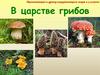 В царстве грибов