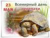 23 мая - «Международный день черепах»