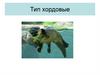 Тип Хордовые