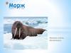 Морж