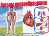 Органы кровообращения