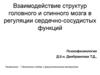 Взаимодействие структур головного и спинного мозга в регуляции сердечно-сосудистых функций