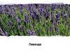 Лаванда