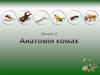 Анатомія комах. Лекція 2