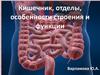 Кишечник, отделы, особенности строения и функции