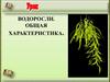 Водоросли. Общая характеристика