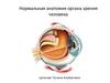 Нормальная анатомия органа зрения человека