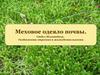 Меховое одеяло почвы. Отдел Моховидные. Особенности строения и жизнедеятельности