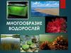 Многообразие водорослей