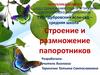 Строение и размножение папоротников