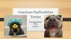American Staffordshire Terrier