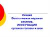 Вегетативная нервная система. Иннервация органов головы и шеи