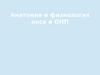 Анатомия и физиология носа и ОНП