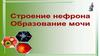 Строение нефрона. Образование мочи