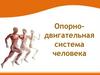 Опорно-двигательная система человека. Скелет человека