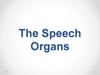 The Speech Organs. Лекция 2