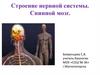 Строение нервной системы. Спинной мозг